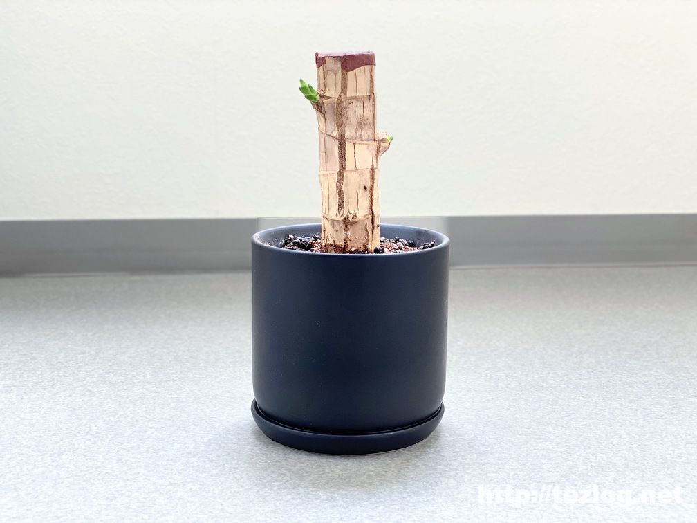 幸福の木 原木を植えて20日