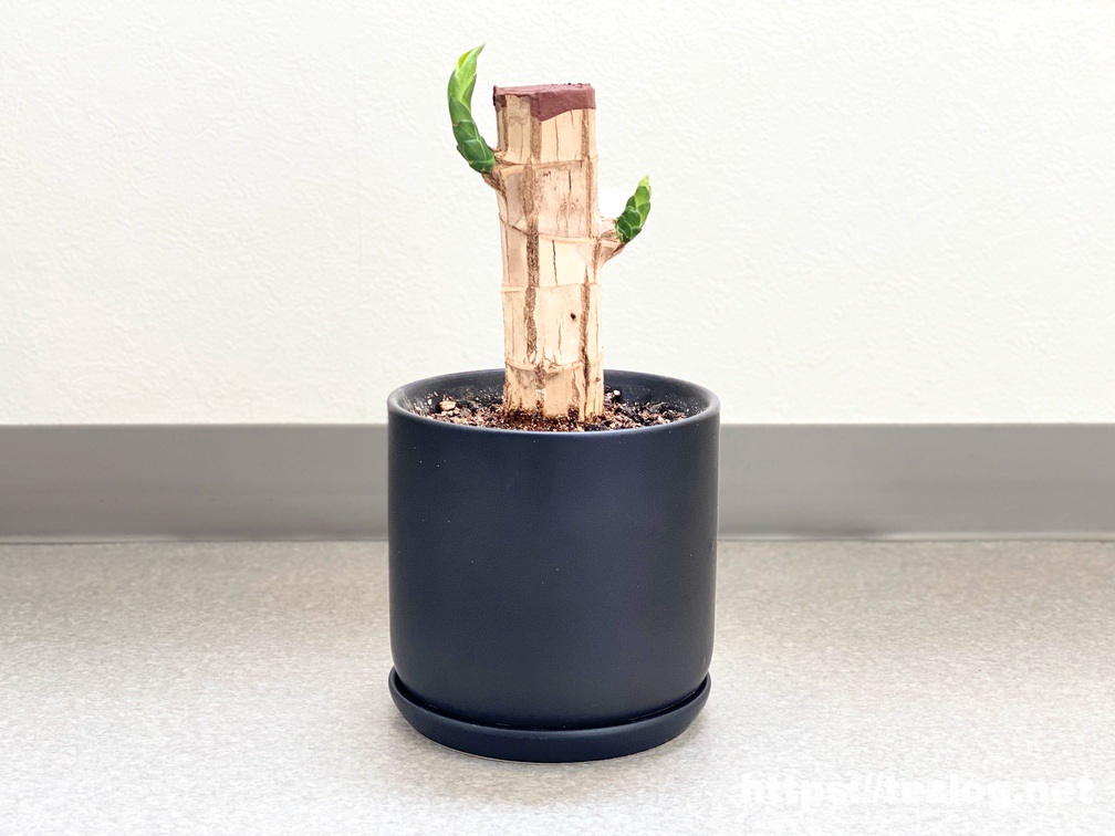 幸福の木 原木を植えて50日