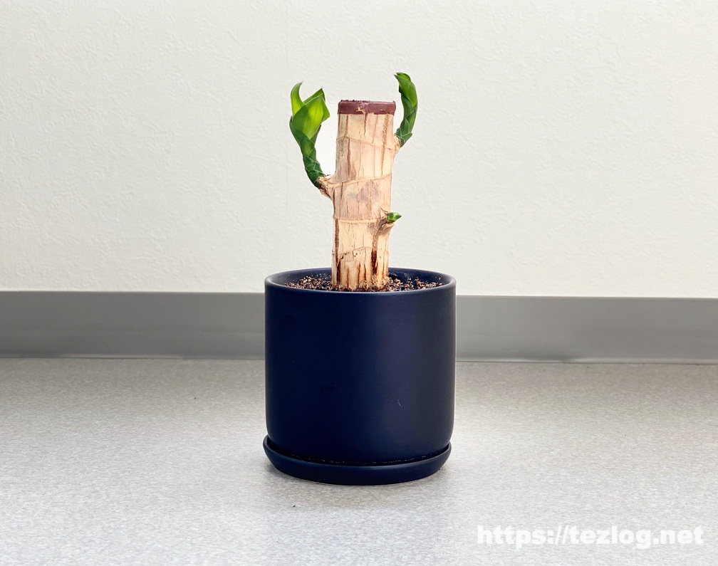 幸福の木 原木を植えて110日目